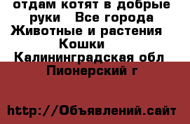 отдам котят в добрые руки - Все города Животные и растения » Кошки   . Калининградская обл.,Пионерский г.